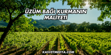 Üzüm Bağı Kurmanın Maliyeti
